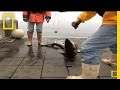 Shark Research and Conservation Efforts
