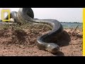 Anaconda Encounter Strategies