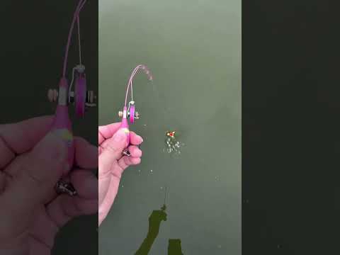 “Tiny Fishing Rod… Big Surprise Catch! 🎣😲” #shortsvideo