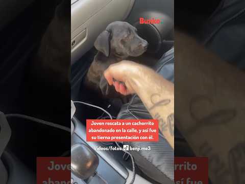 El emotivo encuentro entre un perrito abandonado y su rescatista