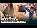 Perilaku Aneh Hewan Herbivora