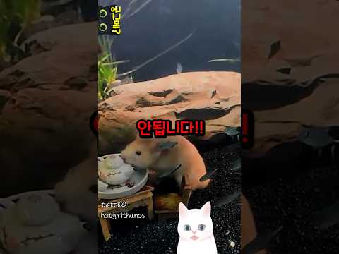 수영하는 햄스터?