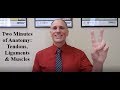 Muscle and Joint Anatomy Concepts