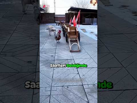 Çinin Sevimli Servisleri...🐶