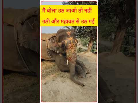 मैं बोला उठ जाओ तो नहीं उठी महावत से उठ गई #viralvideo #youtubeshorts #vairalreels #viralshorts