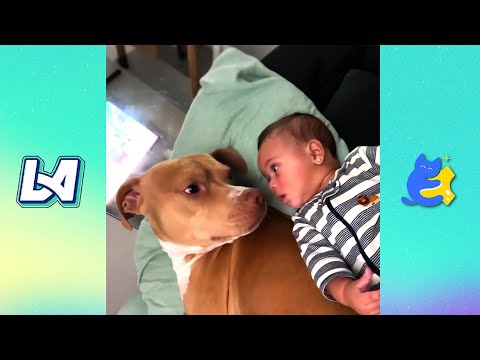Viral Pet Moments: Sammy, Ace & Maddie will Melt Your Heart!