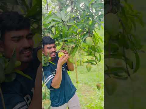 দেখেন পাহাড়ি আম Pahari Manush