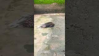 Silent Sleep of Porcupine #shorts