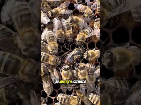 İşçi Arıların Darbe Planı 🐝😕