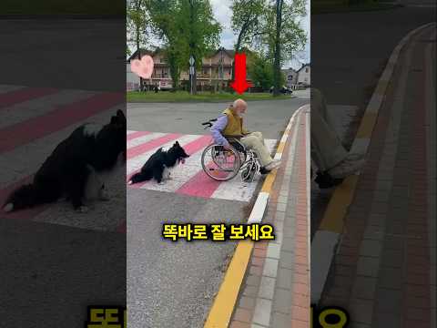 강아지는 자신의 주인을 도와주었어요 ❤️