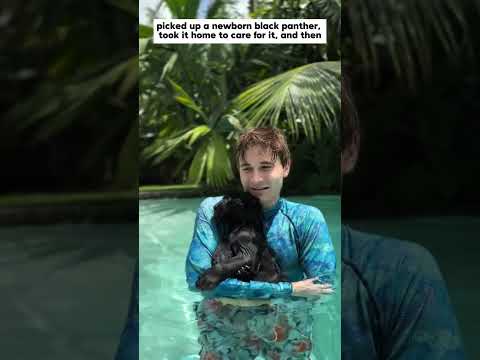 adopted an abandoned baby leopard, and then #panther #animals #shorts