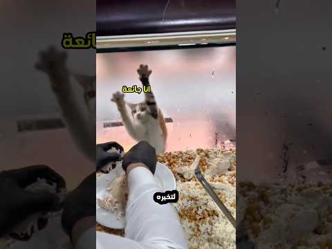 هذه القطة تريد الطعام 🥺