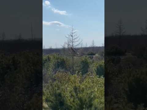 Лиса в естественной среде обитания, забралась на ель в надежде поймать белку #ru_kompass #лиса #лис