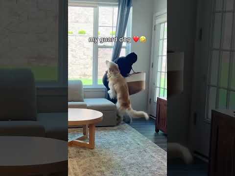 Dogs Vs Intruders Compilation Part 2 #funnyvideos #funny #trynottolaugh #cat #dogs #memes #meme