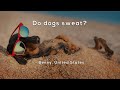 Understanding Dog Behavior and Cooling Mechanisms
