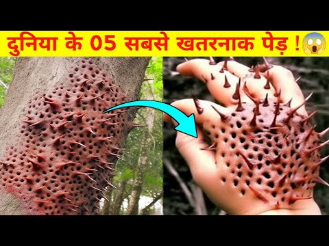 दुनिया के सबसे खतरनाक और जानलेवा पेड़ | 05 Most Dangerous Plants of the world | Jagguu Explorer