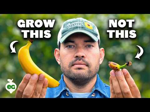 Watch This BEFORE You Grow Bananas 🍌