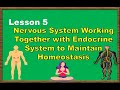 Homeostasis and Body Regulation Concepts