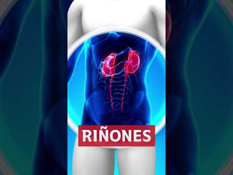 🍉 4 alimentos que CUIDAN la SALUD de tus RIÑONES 🥗 #shorts