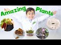 Unique Plant Adaptations and Mechanisms