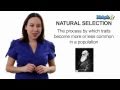 Understanding Natural Selection and Evolution