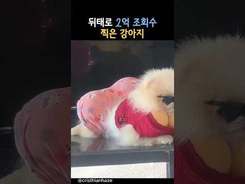 뒤태로 2억 조회수 찍은 강아지 #동물 #강아지