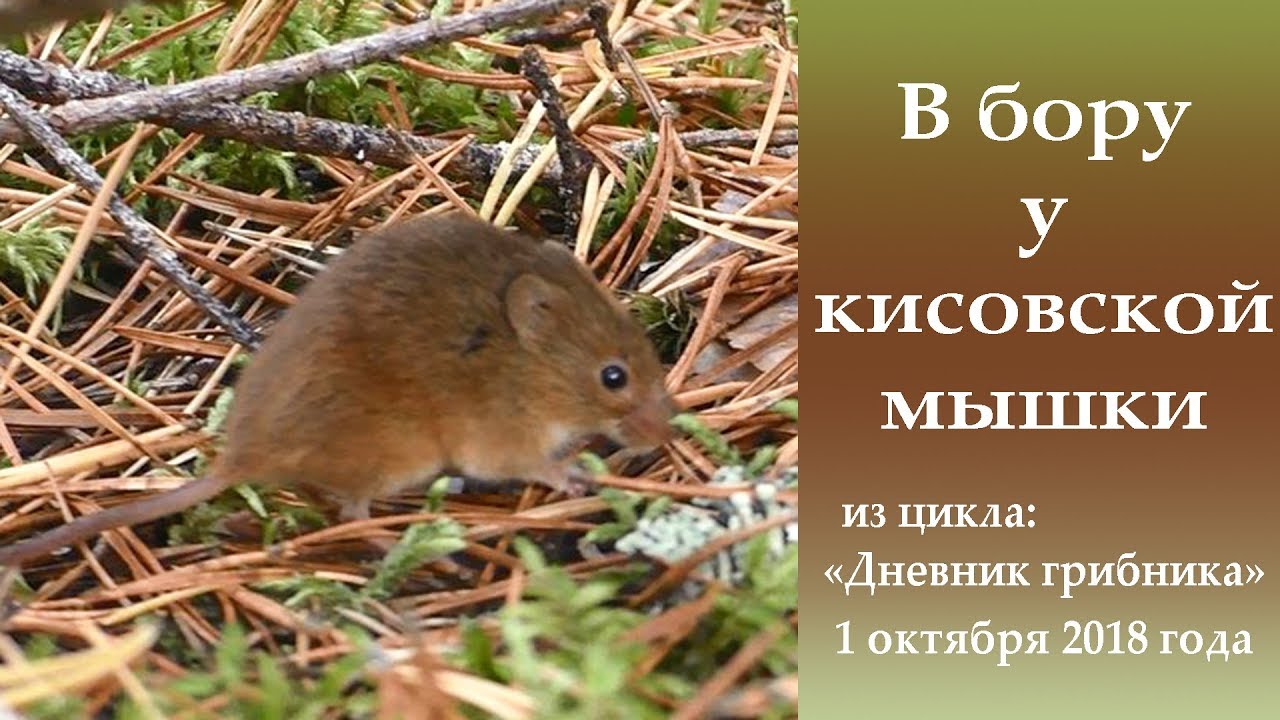 В бору у кисовской мышки. 1 октября 2018 года
