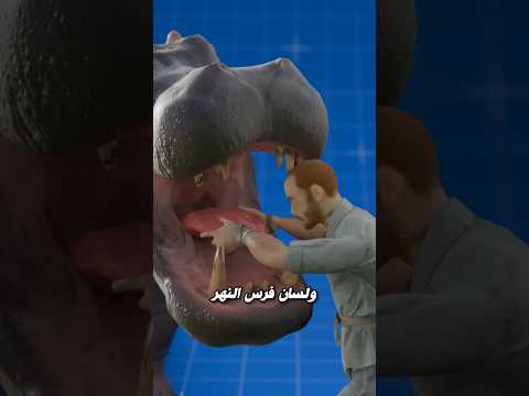 لسان فرس النهر ضخم 😱