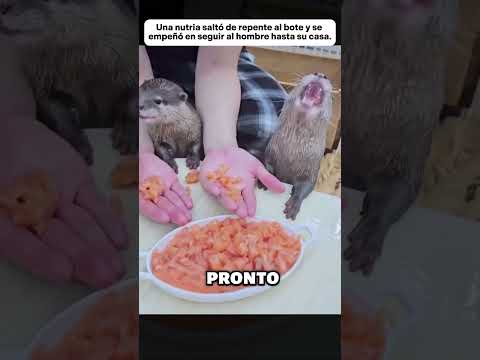 Una nutria saltó de repente al bote y se empeñó en seguir al hombre. #animales #animals