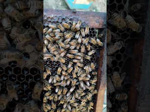 UnLoading Of Pollin In Honey Comb