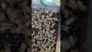 UnLoading Of Pollin In Honey Comb