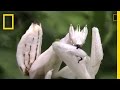 Understanding the Lifecycle and Behavior of Mantises
