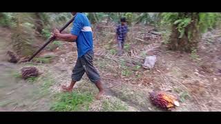 sawit unggul asli riau punya Sawit Siak