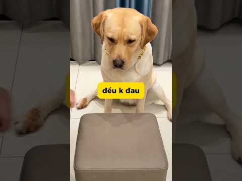 thằng chủ bỉ ổi