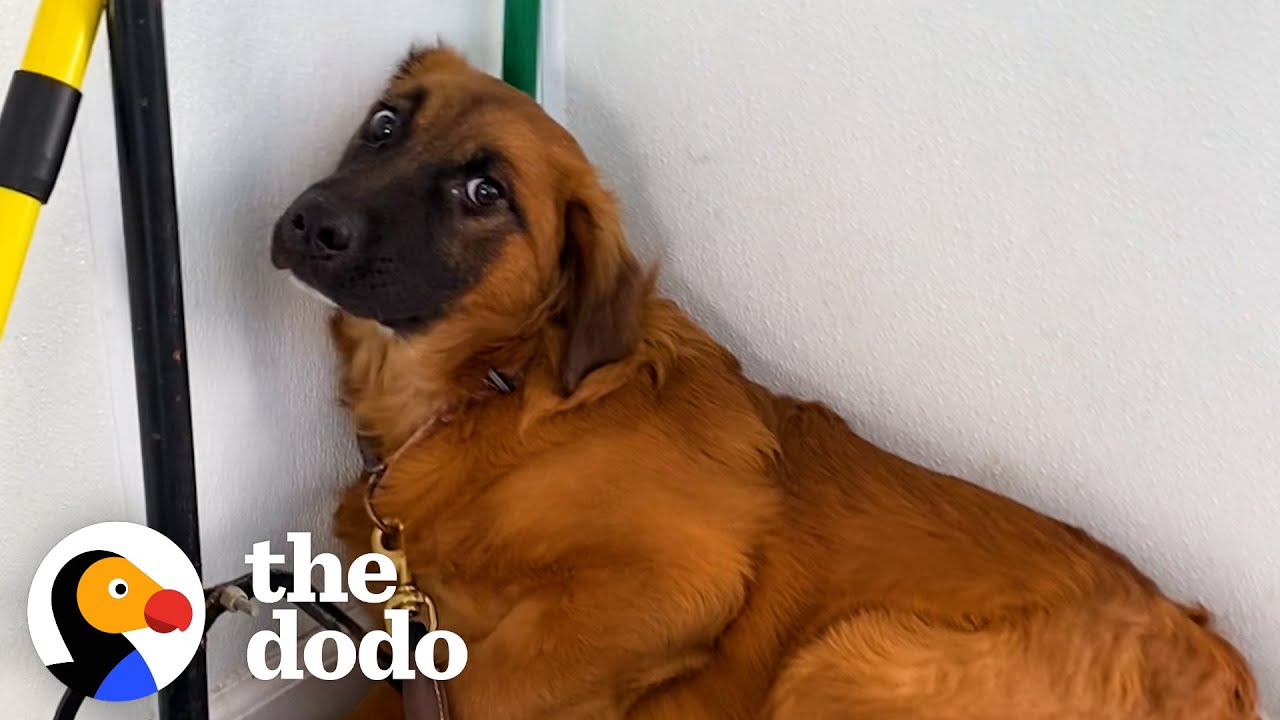 Terrified Shelter Dog Is A Different Pup In Her Foster Home Foster Diaries