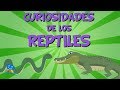 Reptiles and Their Fascinating Facts