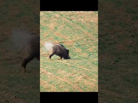 Take down giant boar | Derriba al jabalí gigante #jabalí