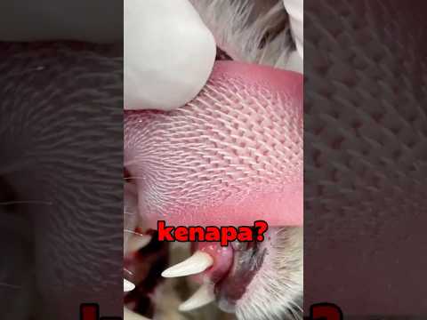 Lidah Kucing Penuh Duri