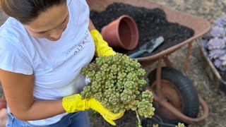 DIA DE PLANTAR SUCULENTAS🍀….