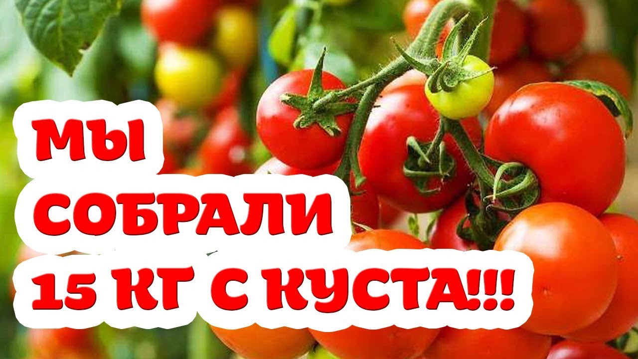 15 кг помидор с куста. Мы это сделали! Победила органика! Томаты супер!