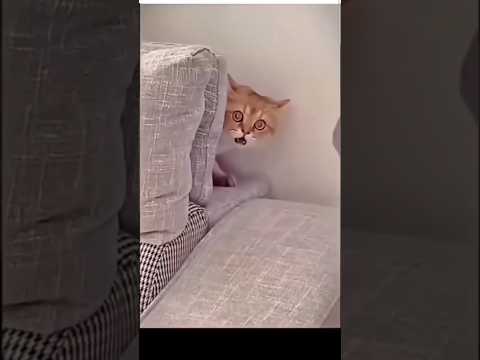Cats power fight  #cat #funny #cute #shorts #viralshorts #comedy