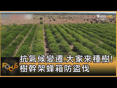 抗氣候變遷.大家來種樹! 樹幹架蜂箱防盜伐｜方念華｜FOCUS全球新聞 20240709 @tvbsfocus - YouTube