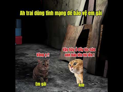 Người anh đã dùng tính mạng để bảo vệ em gái #funny #meme #cat #pets