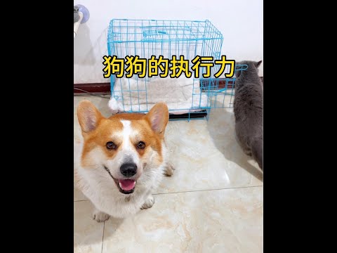 Cute Puppies ?♥ super funny Corgi ♥ #shorts #2024