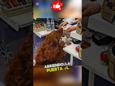 El Perro Héroe que Salvó una Vida 🐾❤️