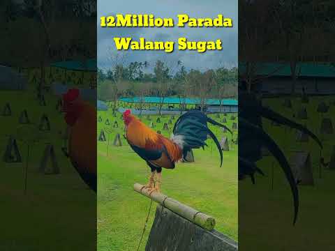 Ang nagpayaman Lalo kay Sony Lagon #shortvideo