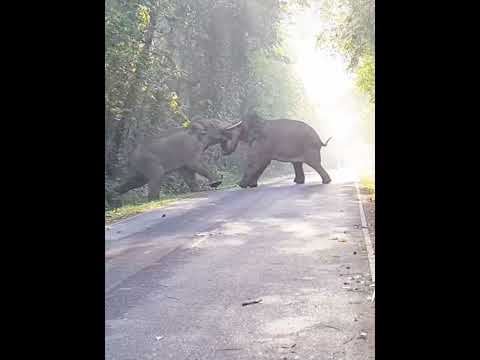 ชนช้าง #elephant