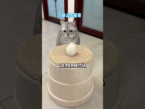 Esta gata puso un huevo y se enamoró de su cría 😍🐤 #shorts #animales #amor