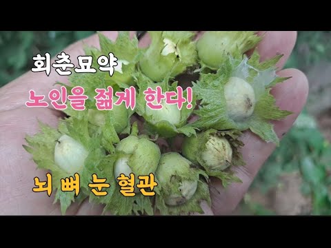 회춘묘약! 노인을 젊게한다 '이것' 뇌 뼈 눈 혈관 몸을 젊게 회춘 건강비결