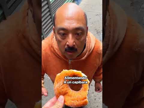 Cómo alimentar a un capibara con su comida favorita